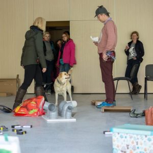 Dogenius Galeria